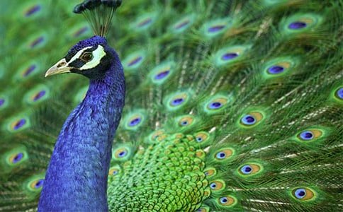 關(guān)于孔雀魚作文3篇