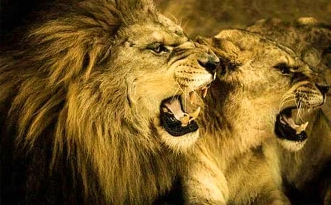 �K�ݪ{���֌����~��ͨ��11ƪ��