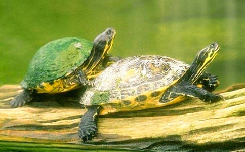 �����^����ӛ(���x15ƪ)