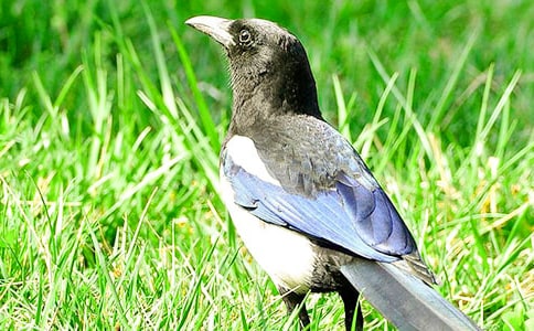 �茑ϲ�o�ă�(y��u)������