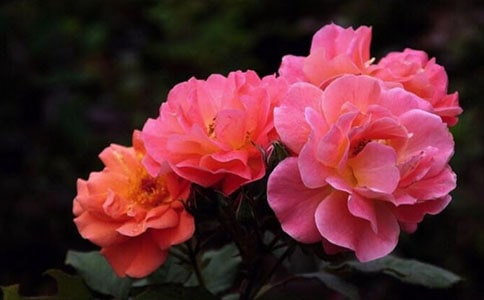 月季切花標(biāo)準(zhǔn)