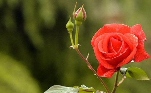 觀察月季的日記