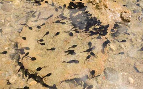 關(guān)于小蝌蚪的觀察日記