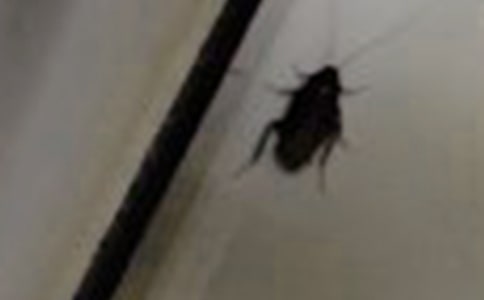 蟑螂作文300字合集6篇