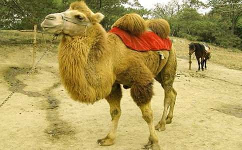 小馬和駱駝作文600字