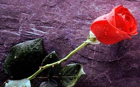 ����õ�廨С�W(xu��)����